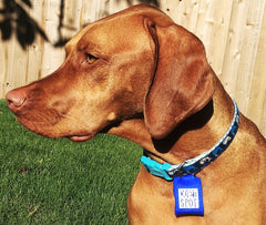 Quiet Spot Pet Tag Silencer noir vue arrière, protège les informations gravées.