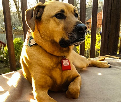 Quiet Spot Pet Tag Silencer noir confort et port quotidien.