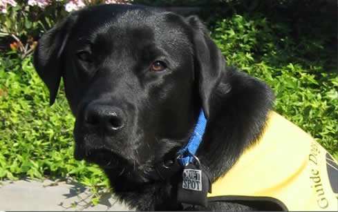Quiet Spot Pet Tag Silencer noir couleurs tendance pour chien moderne.