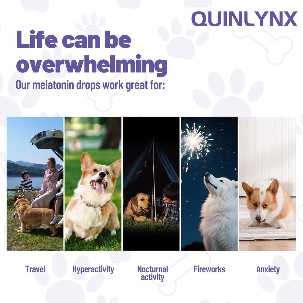 Quinlynx Mélatonine pour chiens – Alimentation facile, dose quotidienne intégrée