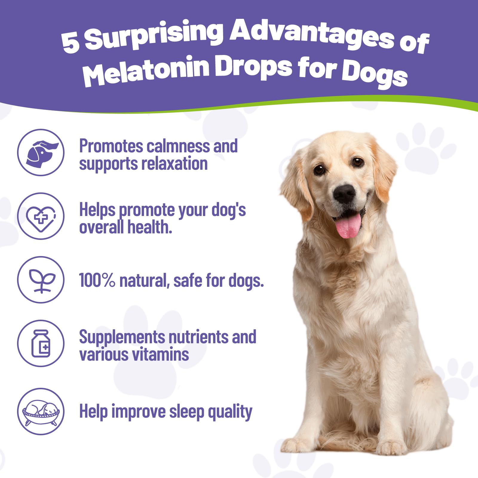 Quinlynx Mélatonine pour chiens – Gouttes à base de L‑Théanine pour calmer