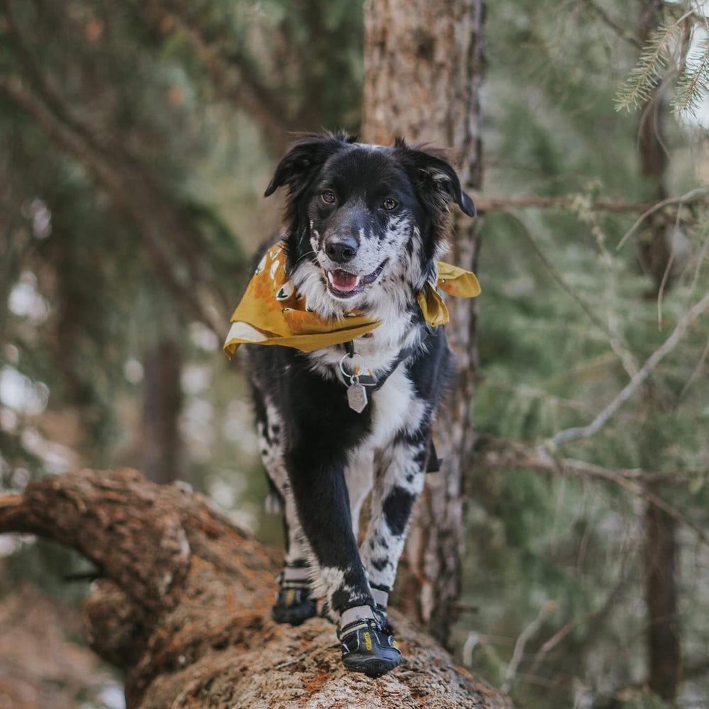 Utilisation extérieure des bottes QUMY pour chien grand sur neige et trottoirs
