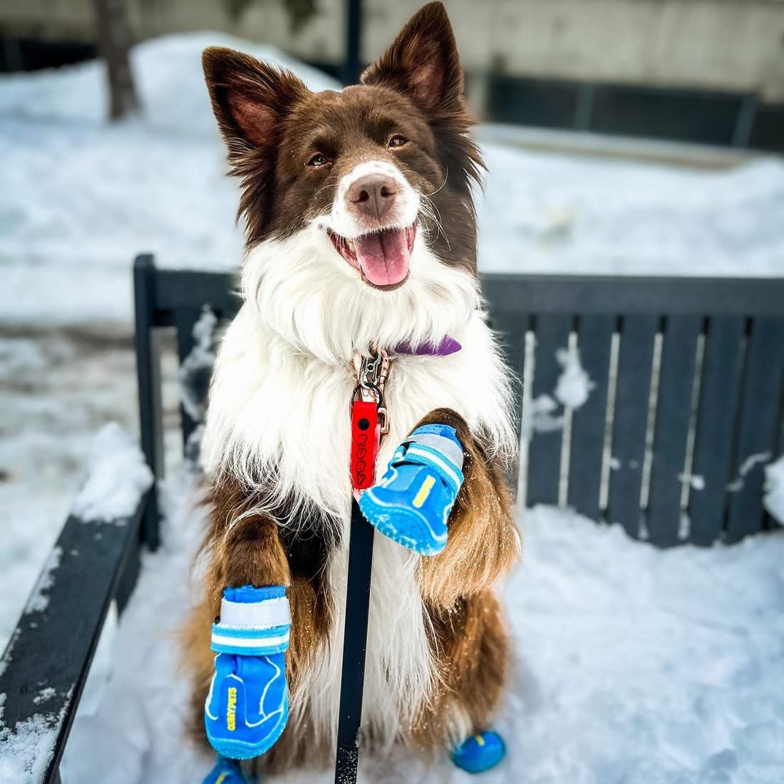 QUMY bottes chien grande protection contre chaleur et débris sur sentier