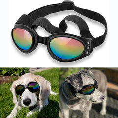 Lunettes QUMY pour chien anti-vent et poussière en extérieur.