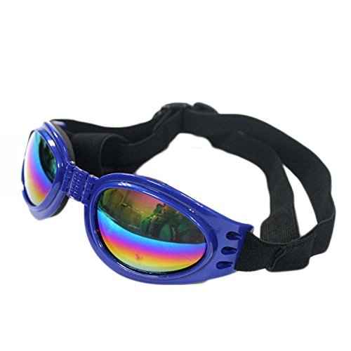 Verres incassables QUMY pour chien bleu, sécurité lors des balades.