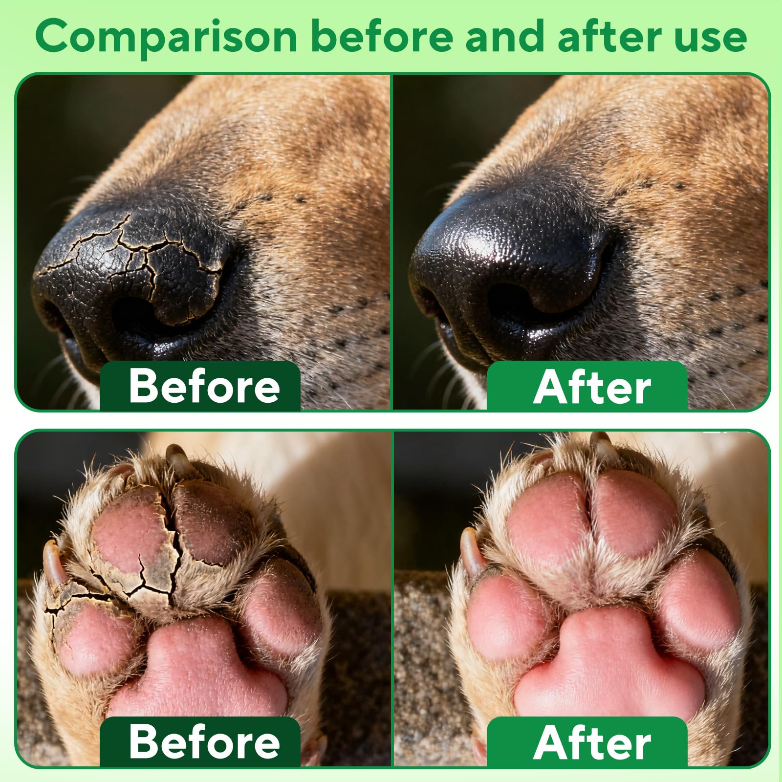 Application rapide du baume QYuekar sur les pattes du chien.