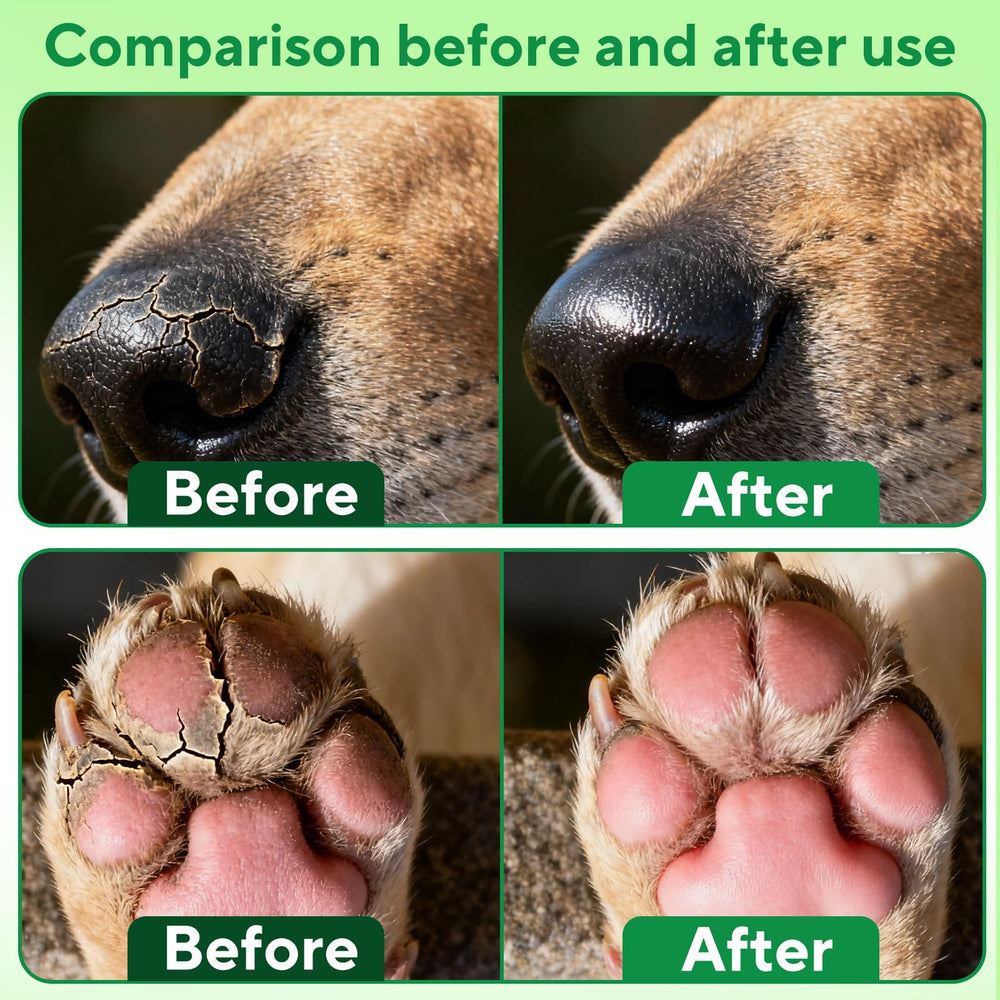 Application rapide du baume QYuekar sur les pattes du chien.