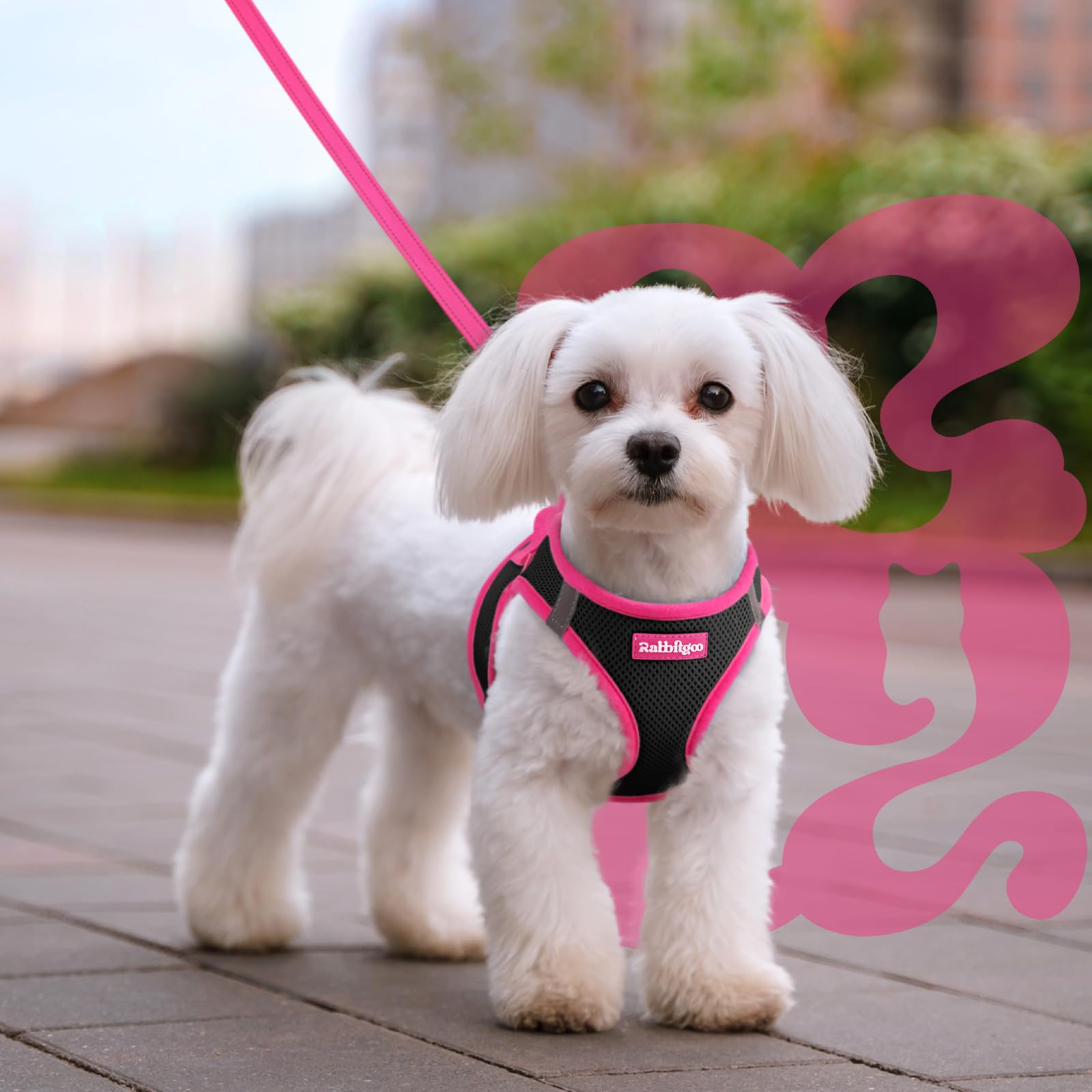 Ensemble harnais et laisse Rabbitgoo coordonnés, look tendance pour chiens petits.