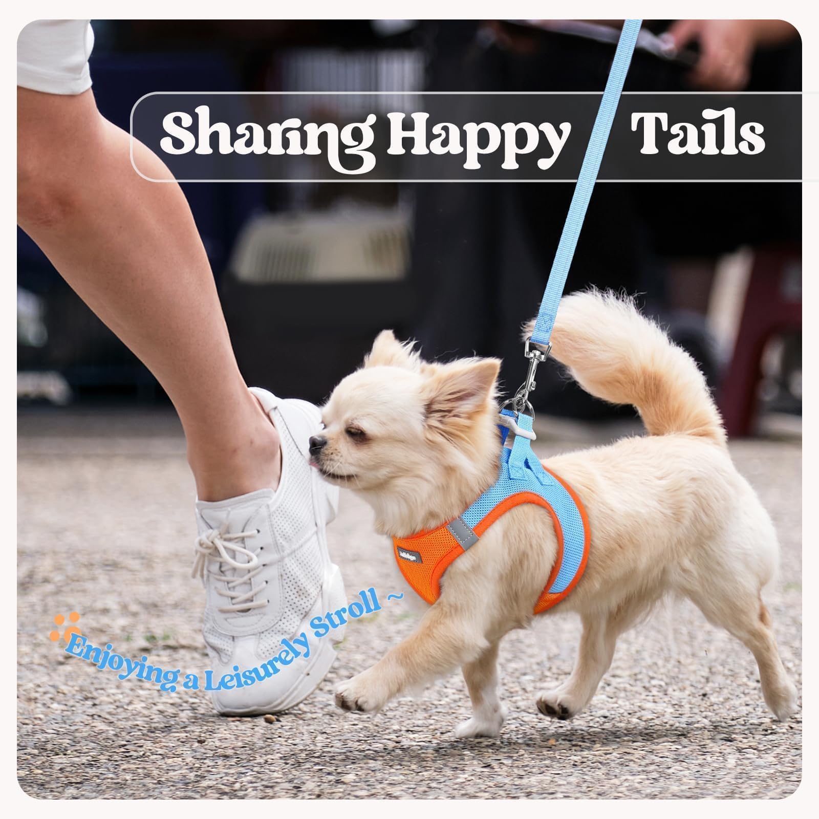 Guide tailles rabbitgoo pour petits chiens, choix rapide et ajustement précis.