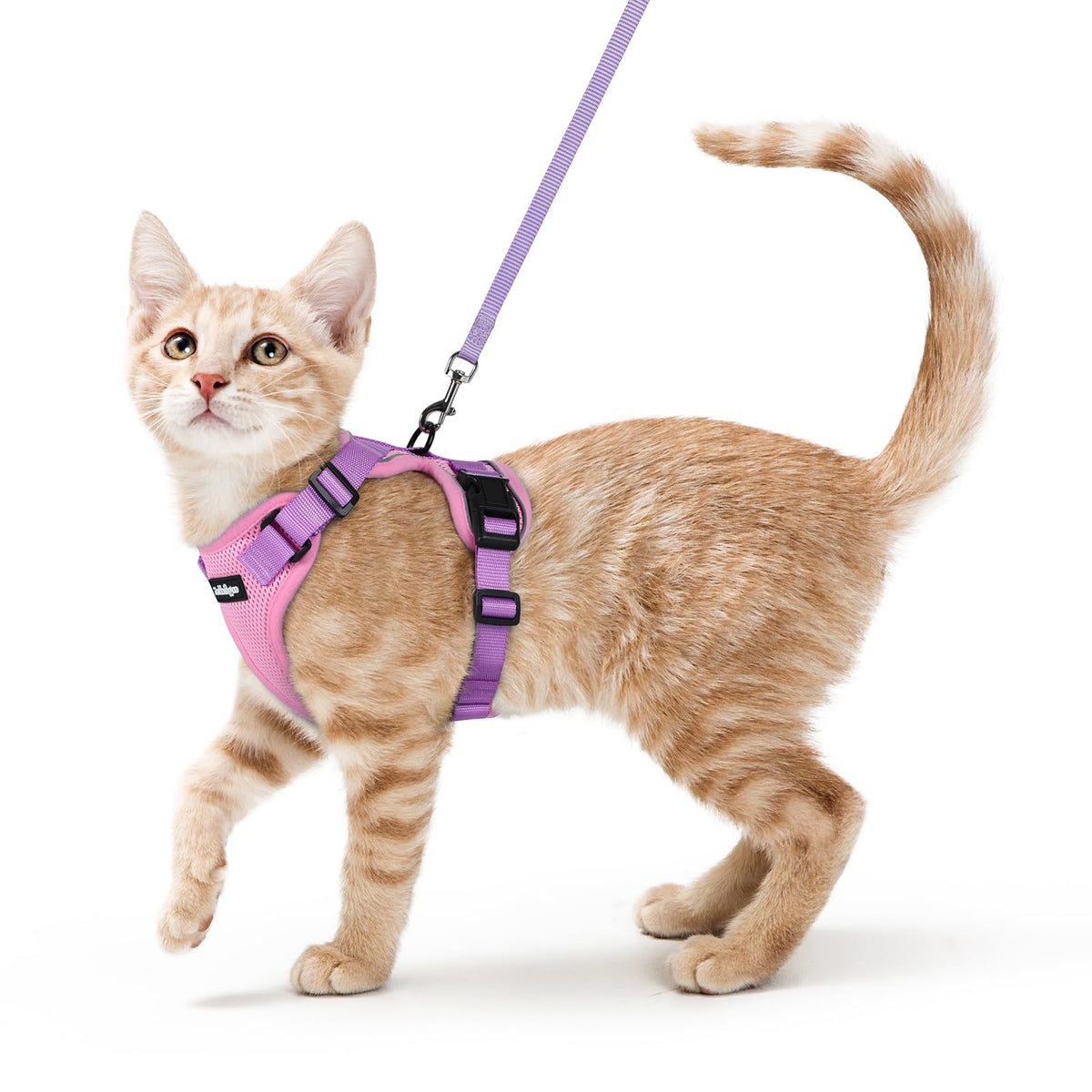 Harnais rabbitgoo anti-evasion pour chat, sécurité renforcée lors des promenades.