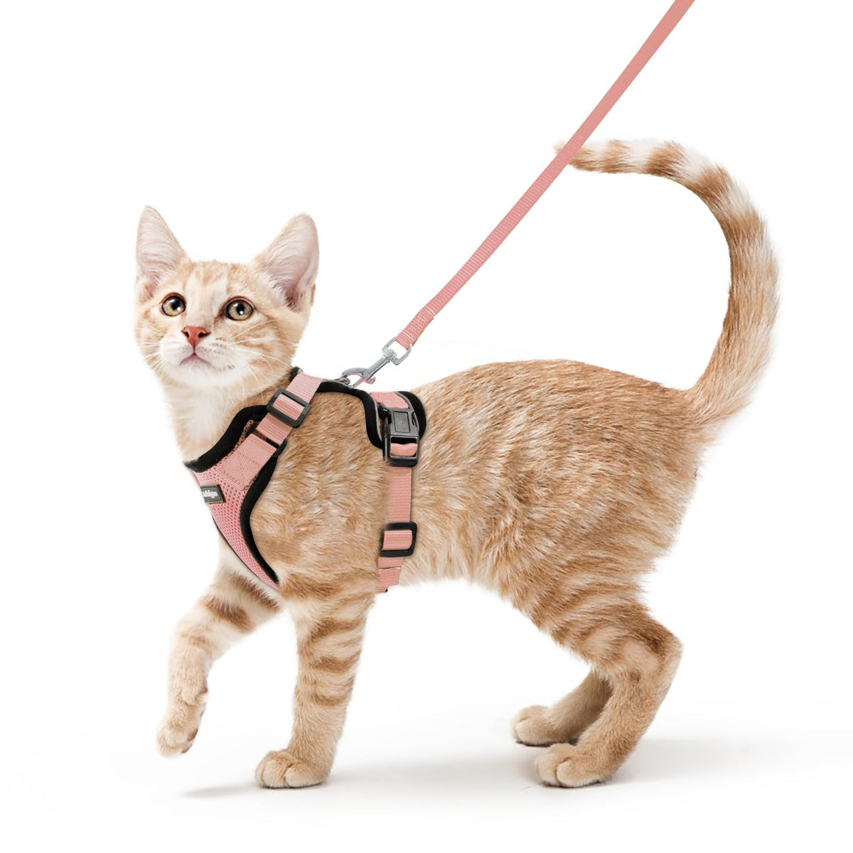 Harnais Rabbitgoo anti-fuite pour chat, sécurité renforcée lors des sorties.