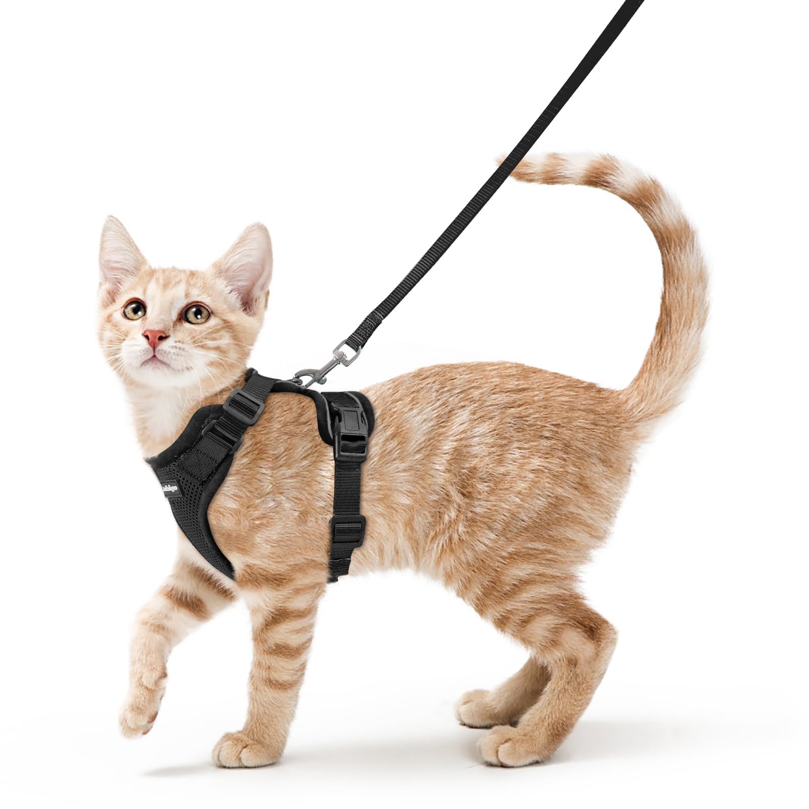 Harnais Rabbitgoo pour chat, vue frontale, ajustable et sécurisé pour promenades.