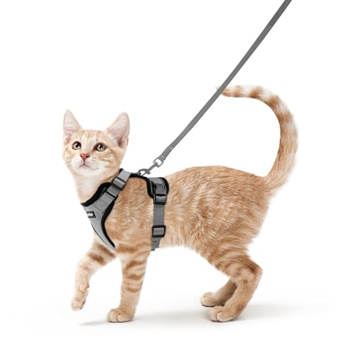 Le harnais Rabbitgoo avec dos D-ring pour un contrôle sécurisé lors des promenades.