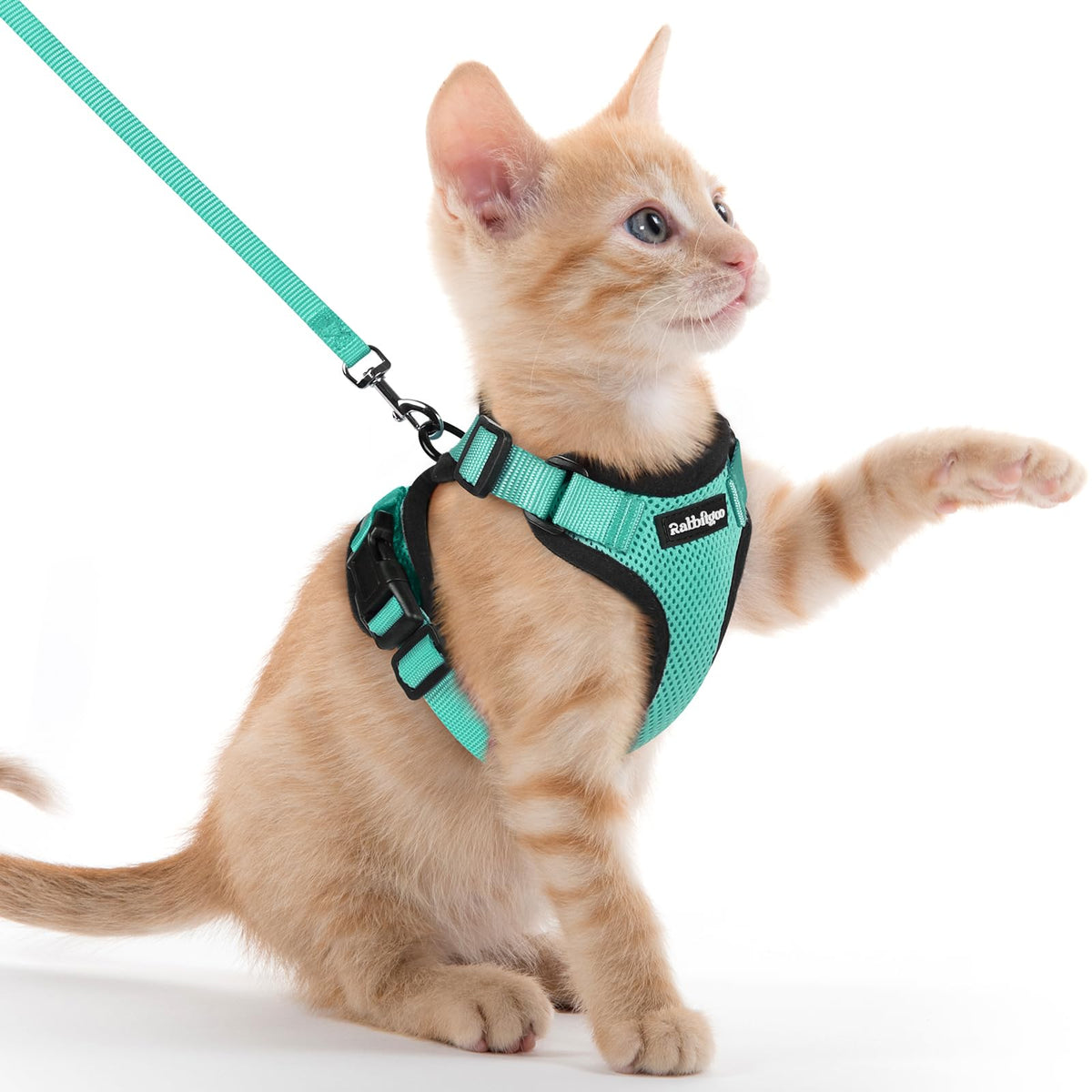 Harnais Rabbitgoo pour chat en émeraude XXS vu de dos, sécurité renforcée.