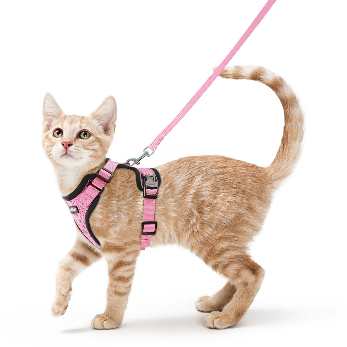 Harnais Rabbitgoo en mesh respirant pour chat, confort lors des promenades.