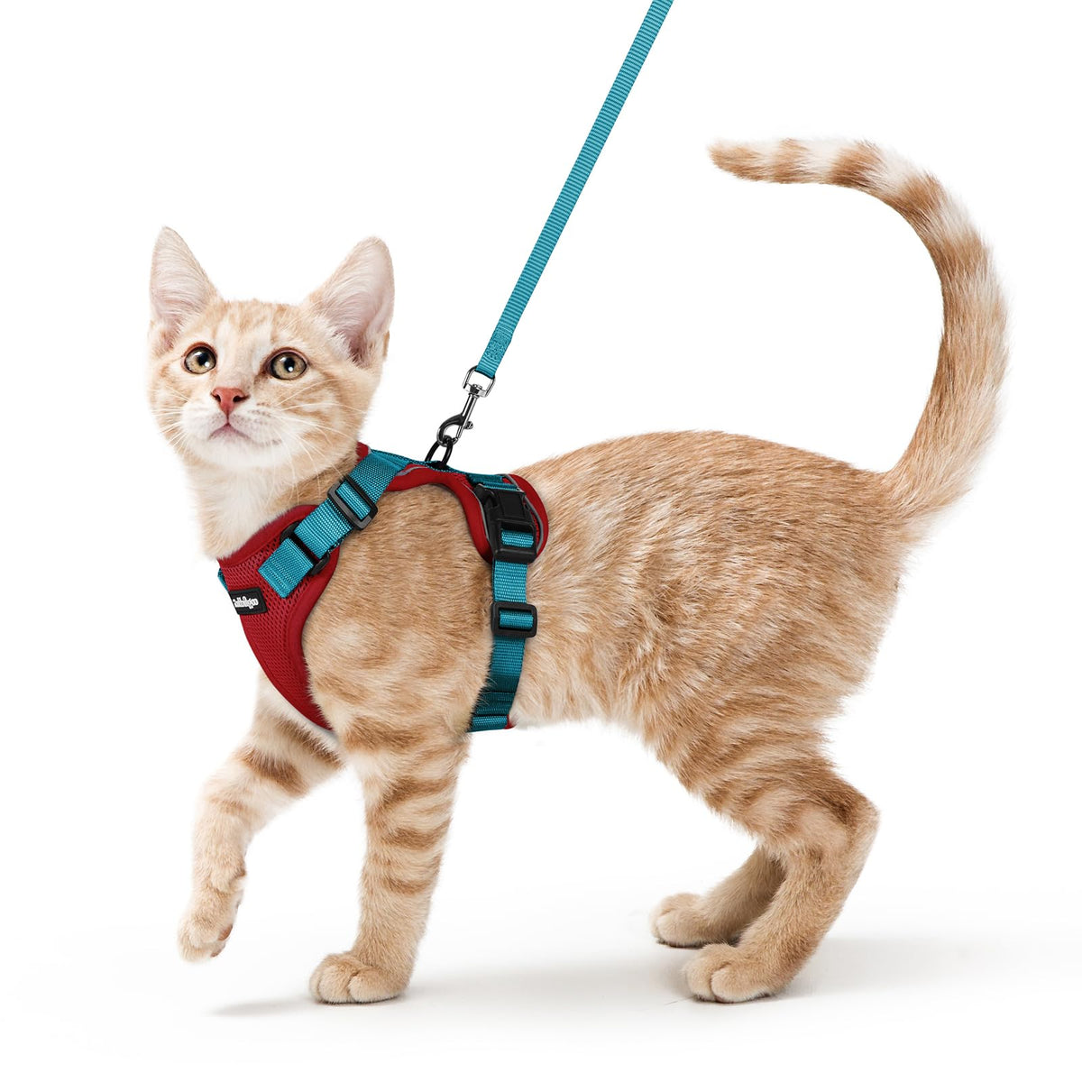 Rabbitgoo harnais chat respirant, confort léger pour les promenades.