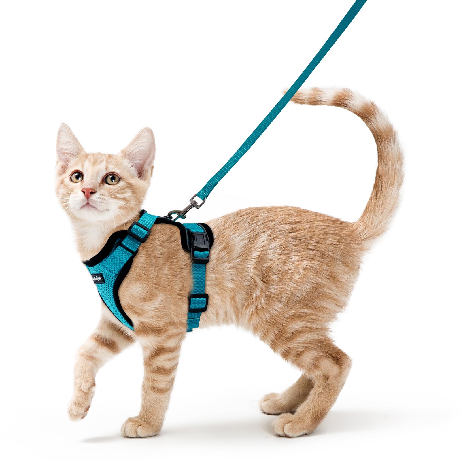 Harnais Rabbitgoo pour chat teal XS vu avant, confort doux et sécurité lors de promenades.