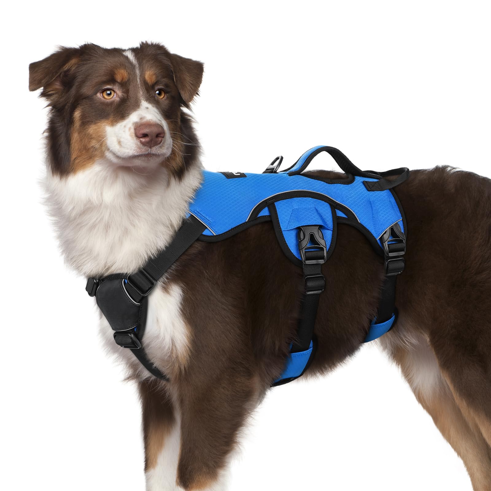 Harnais Rabbitgoo anti-fuite pour chien, vue avant et sécurité accrue