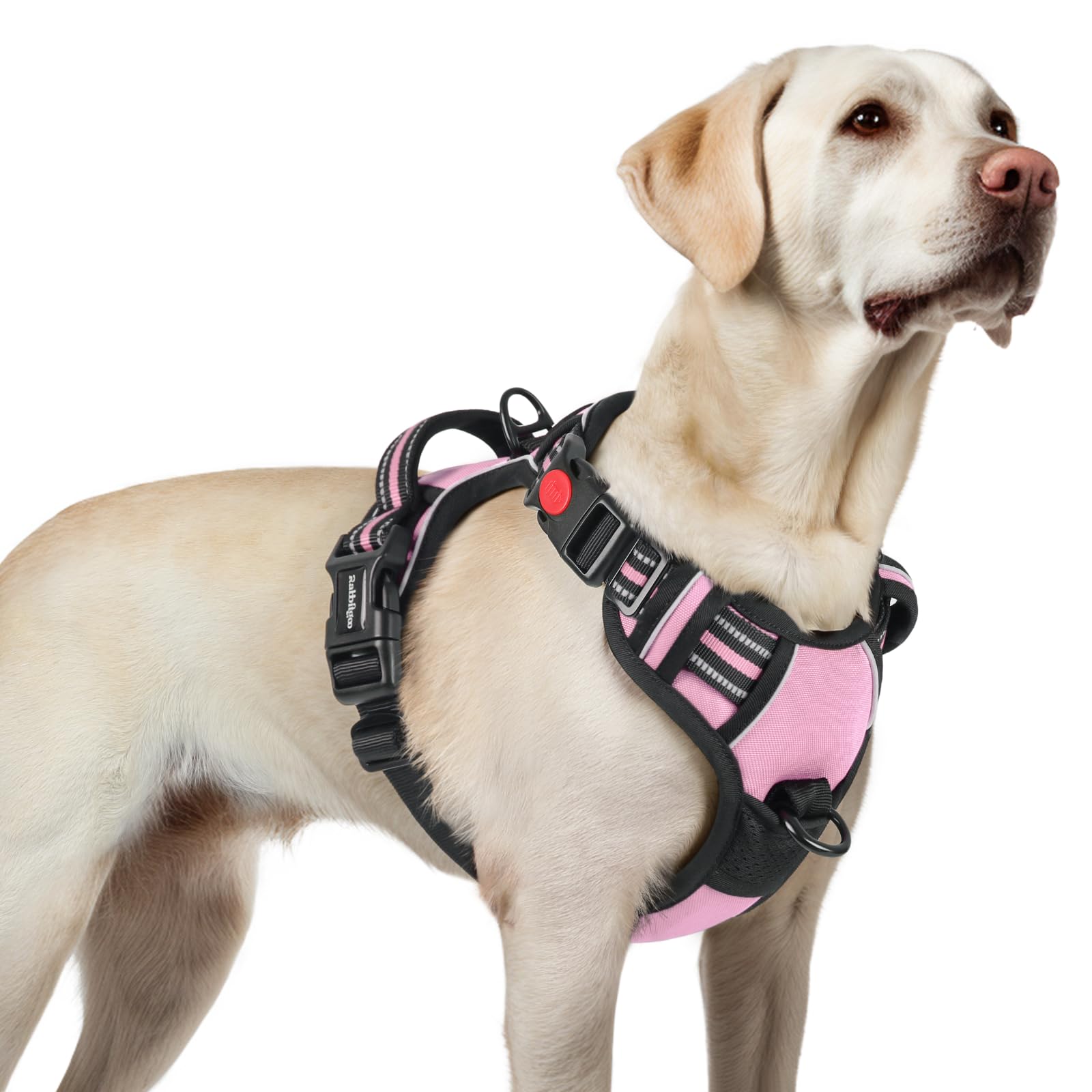 Harnais Rabbitgoo anti-tirage grand chien avec 3 boucles, enfilage rapide et sûr.