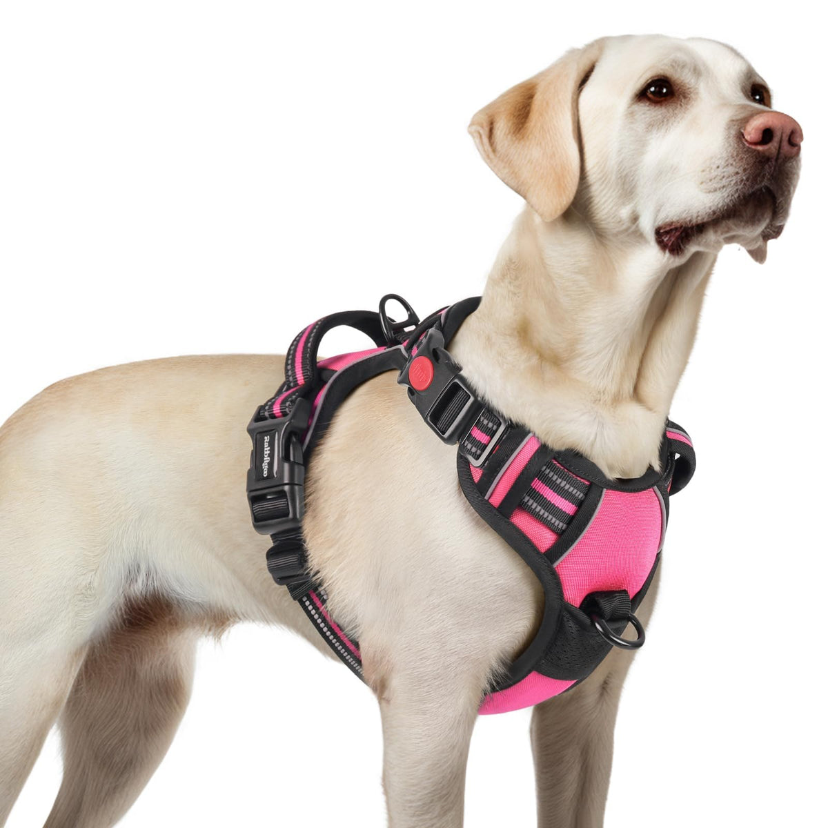 Harnais rabbitgoo pour chien grand avec 3 boucles pour un ajustement sûr