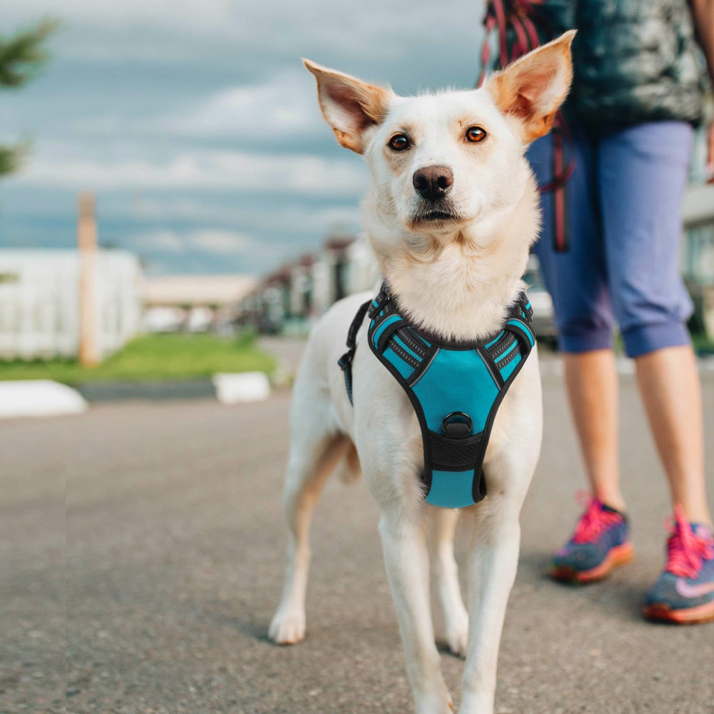 Conçu pour grandes tailles, robuste et durable pour chiens actifs.
