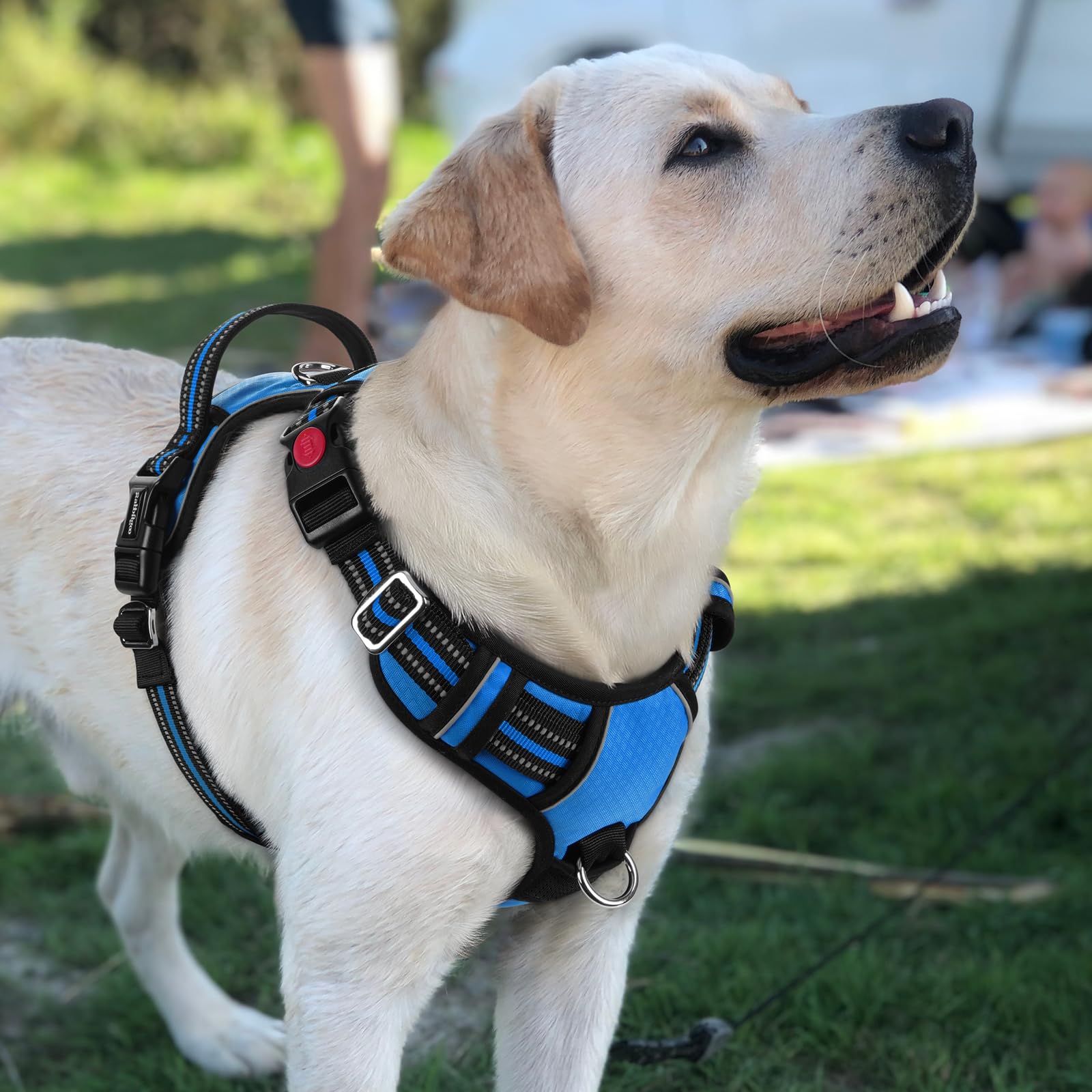 Idéal pour grands chiens Rabbitgoo, soutien et stabilité lors des promenades.