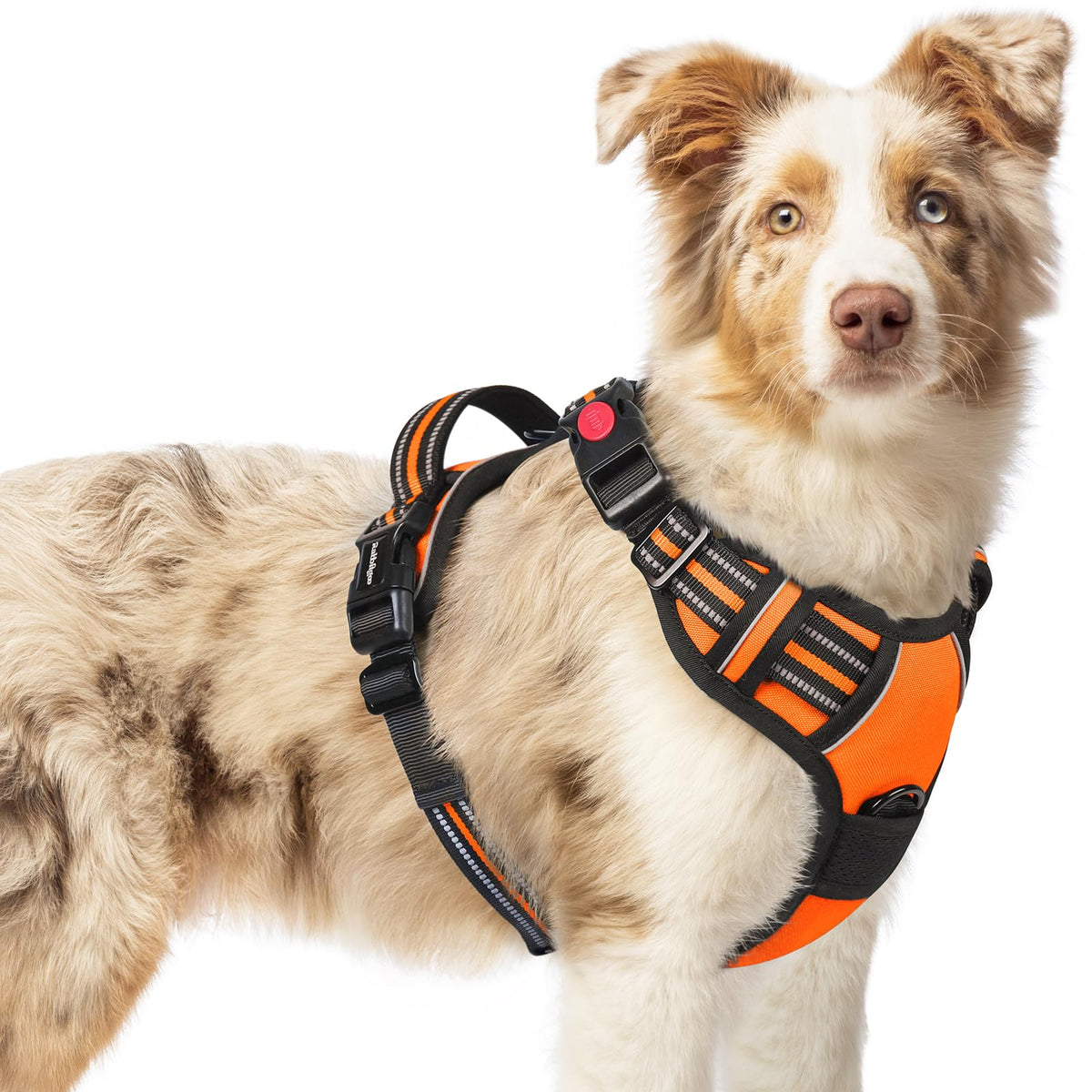 Harnais Rabbitgoo pour chien moyen vue générale et confort durable.