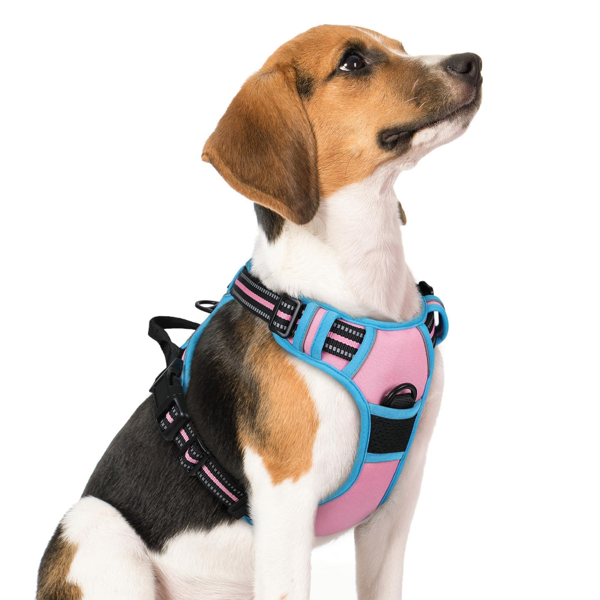 Harnais rabbitgoo pour chien moyen, rembourré et couleur rose-bleu, porté confortablement