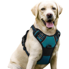 Harnais Rabbitgoo sans tirage bleu corail sur chien, promenade securisee