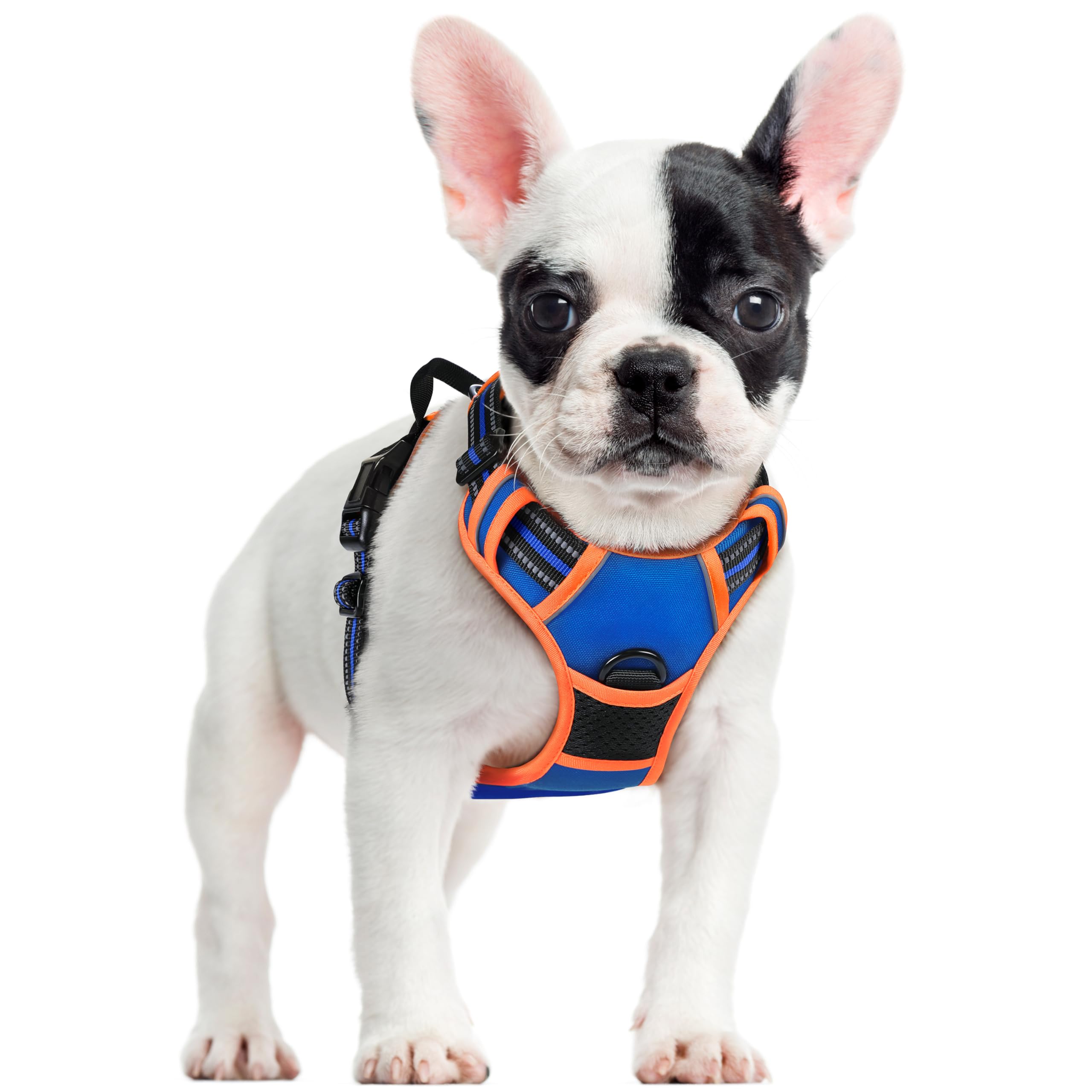 Rabbitgoo harnais sans tirage bleu/orange pour promenades confortables.