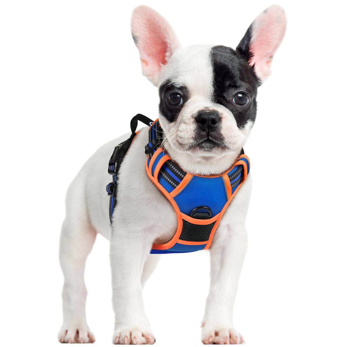 Rabbitgoo harnais sans tirage bleu/orange pour promenades confortables.