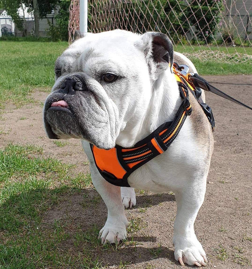 Rabbitgoo harnais couleur orange taille S pour petits chiens.