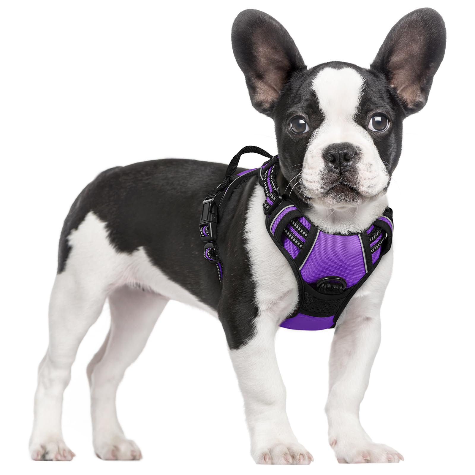 Rabbitgoo harnais petit chien sans tir violet pour confort quotidien.