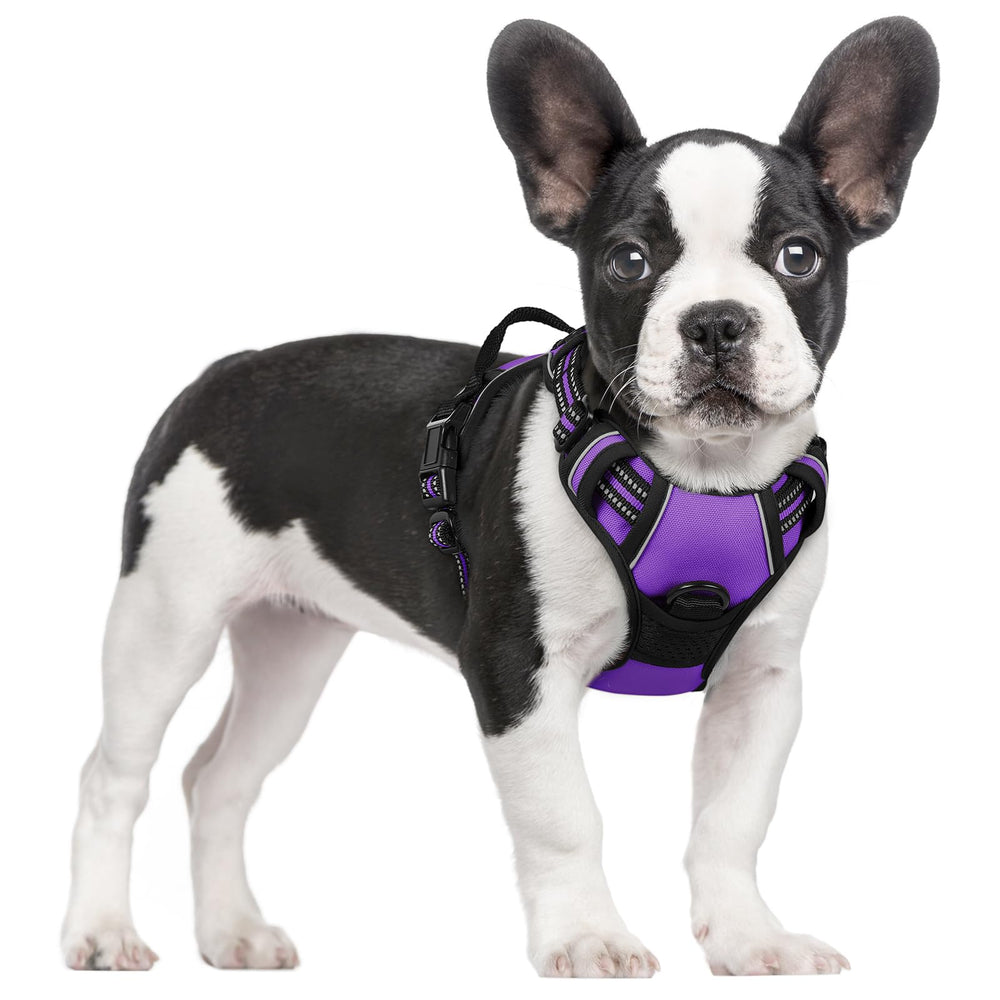 Rabbitgoo harnais petit chien sans tir violet pour confort quotidien.