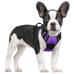 Rabbitgoo harnais petit chien sans tir violet pour confort quotidien.