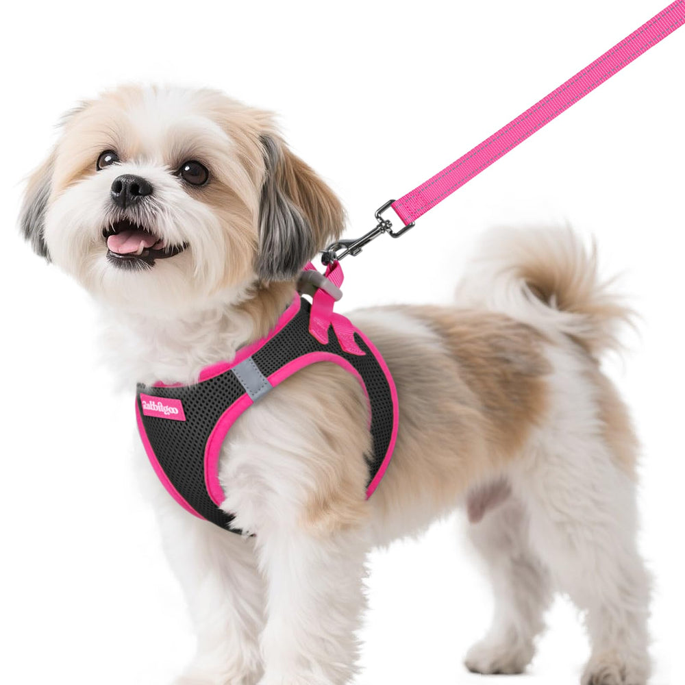 Harnais Rabbitgoo taille S vu avant, ajustement confortable pour petit chien.