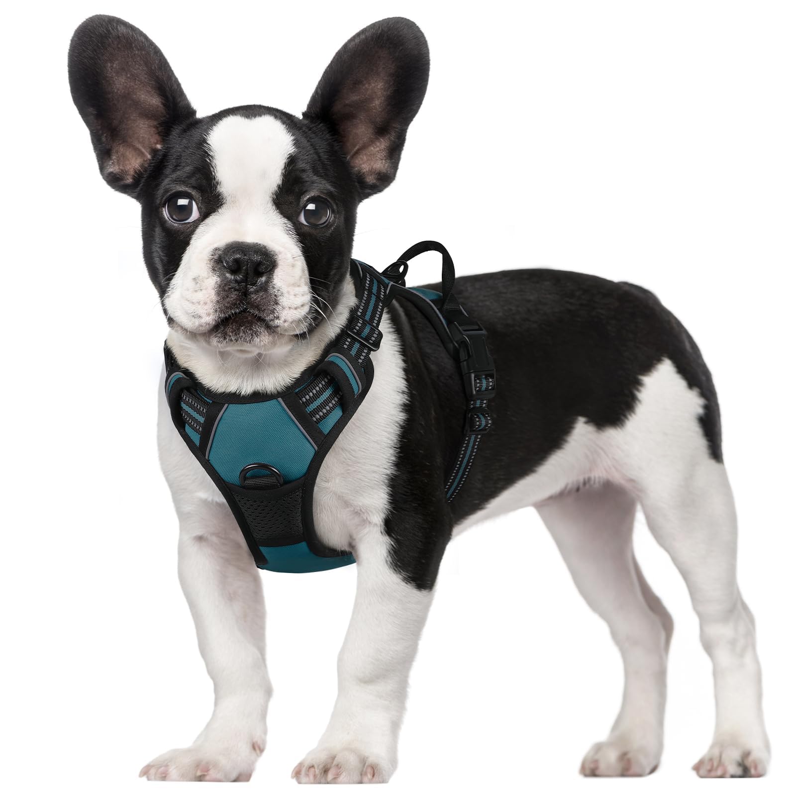 Harnais Rabbitgoo sans tirage en bleu corail pour chien, confort et sécurité.