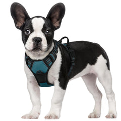 Harnais Rabbitgoo sans tirage en bleu corail pour chien, confort et sécurité.