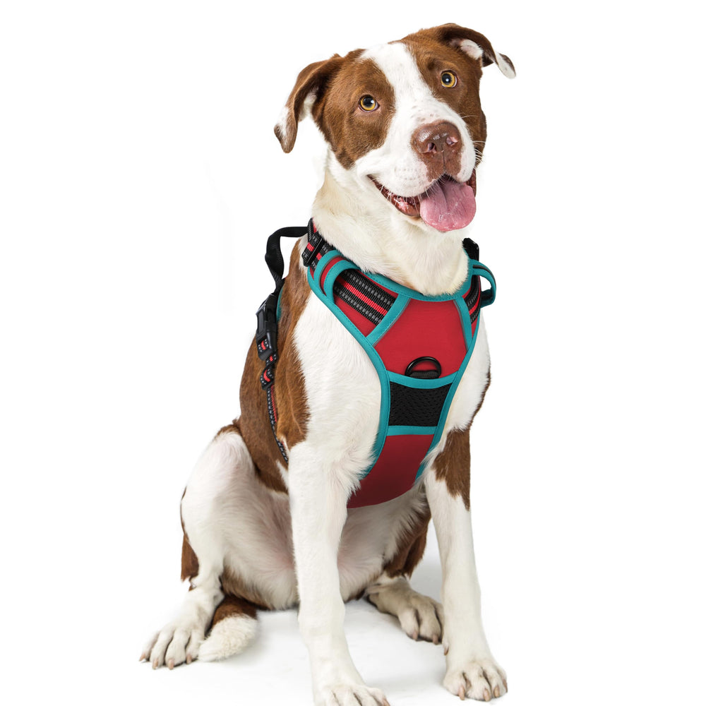 Harnais rabbitgoo pour chien sans traction, rouge et teal, confort quotidien.