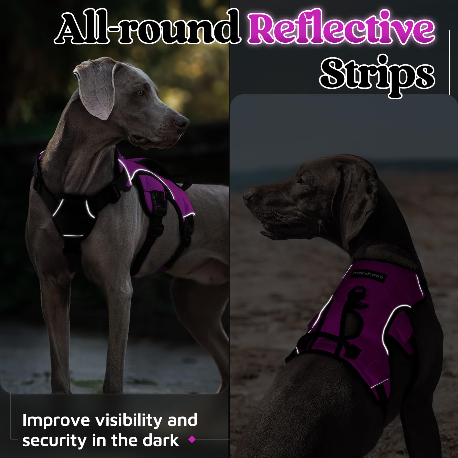 Utilisation en plein air avec Rabbitgoo, idéal pour les chiens actifs.
