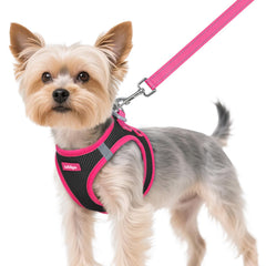 Rabbitgoo harnais chien XS: mise en place rapide pour promenade sans effort.