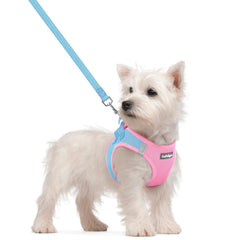 Harnais Rabbitgoo pour petit chien bleu et rose, enfilage rapide pour promenades quotidiennes.