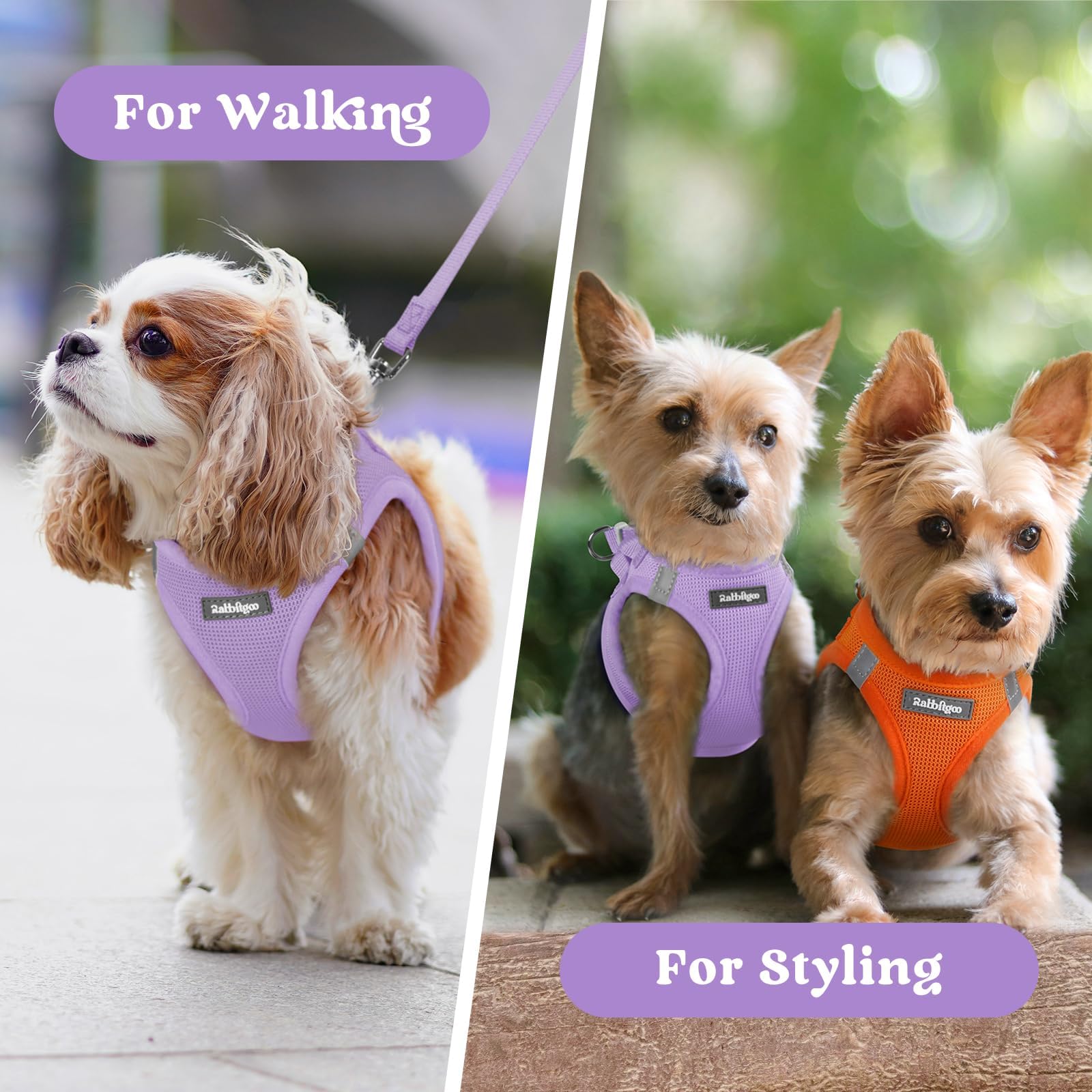 Harnais rabbitgoo usage quotidien, parfait pour promenades