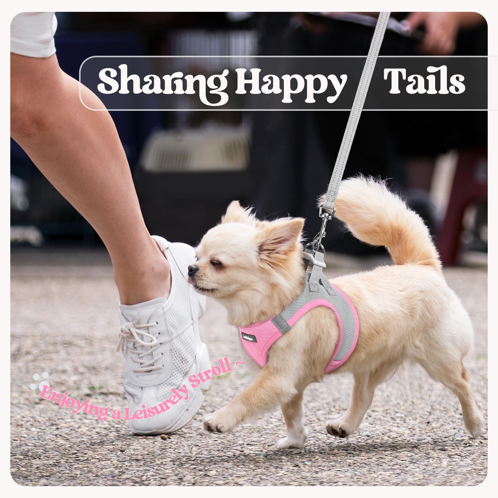 Harnais Rabbitgoo petit chien usage quotidien, pratique et durable.