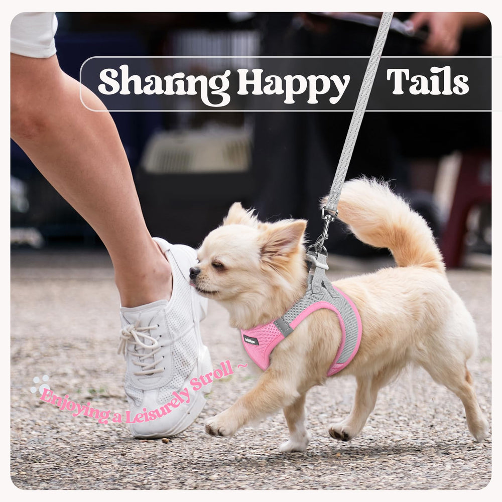 Harnais Rabbitgoo petit chien usage quotidien, pratique et durable.