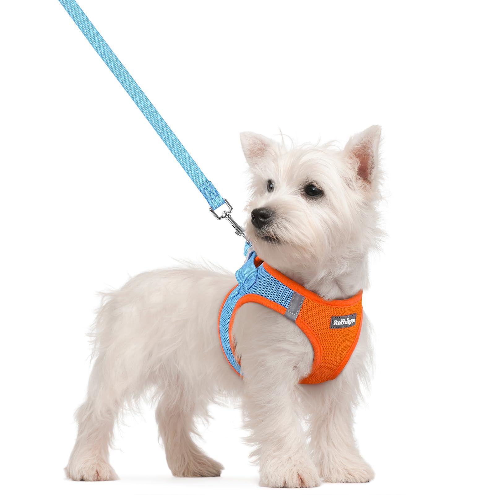 Harnais rabbitgoo Step-in pour petit chien bleu, mise en place rapide et confort.
