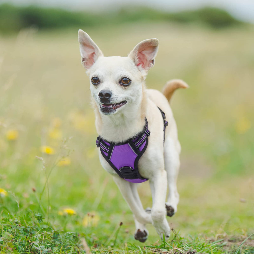 Harnais Rabbitgoo XS – idéal pour petits chiens comme le Poméranien.