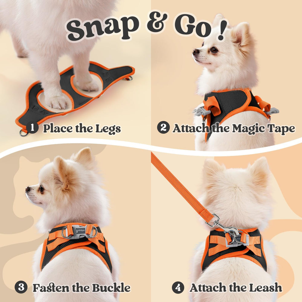Longe assortie au harnais rabbitgoo pour chien petit et coordonné.