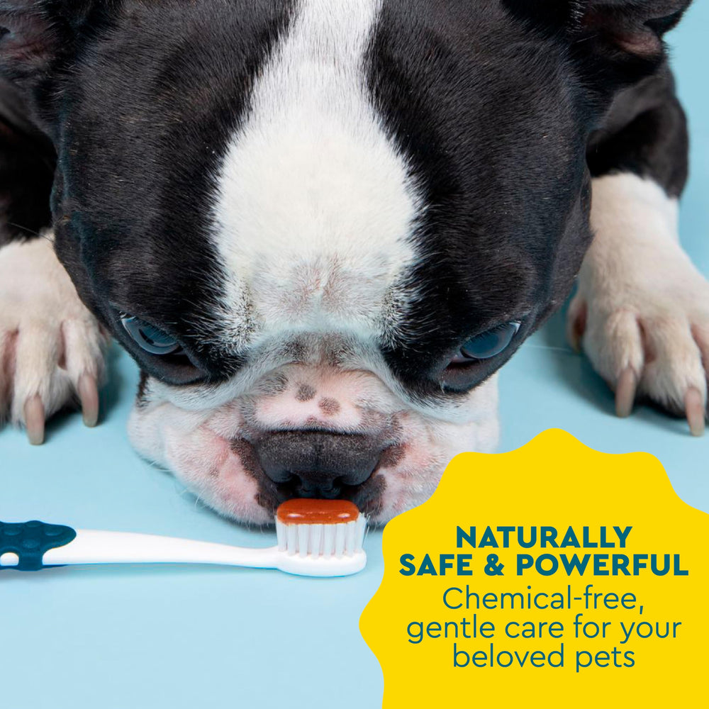 RADIUS dentifrice sans additifs chimiques pour chien