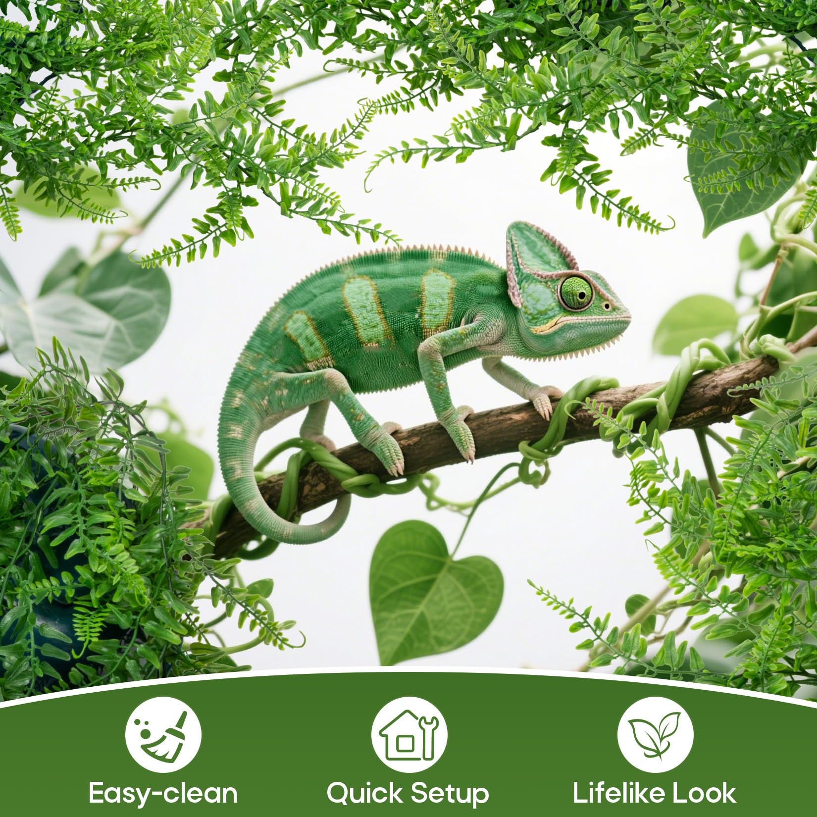 Plantes Reptile Rainflow résistant à l'humidité dans l'habitat